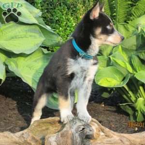 Carly, Siberian Husky Mix Puppy